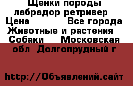 Щенки породы лабрадор ретривер › Цена ­ 8 000 - Все города Животные и растения » Собаки   . Московская обл.,Долгопрудный г.